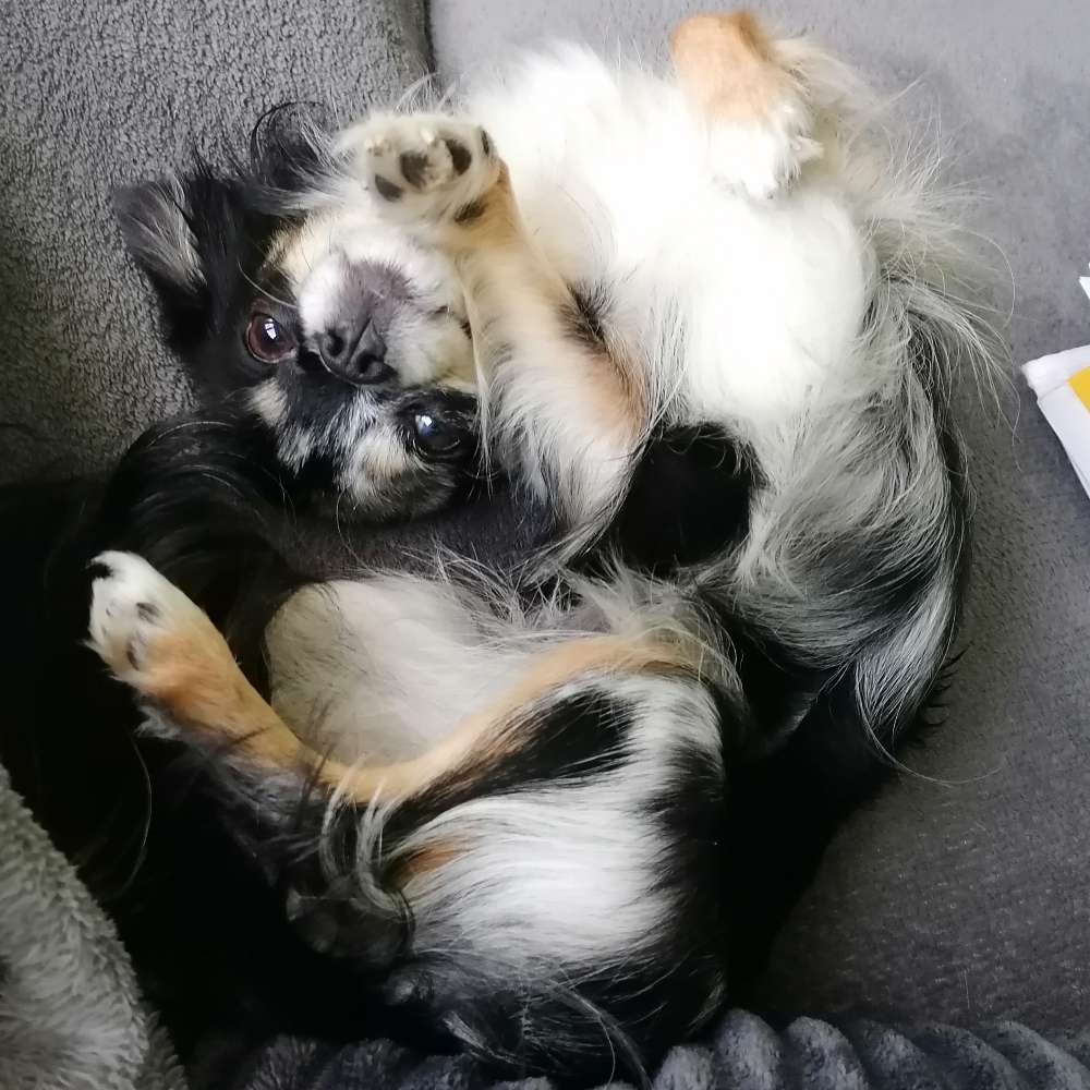 Hundetreffen-Social Walks in Sachsenhausen-Profilbild