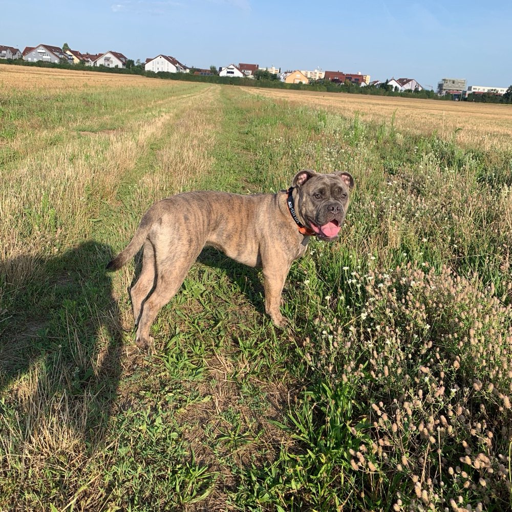 Hundetreffen-Gassi und Spielrunde-Profilbild