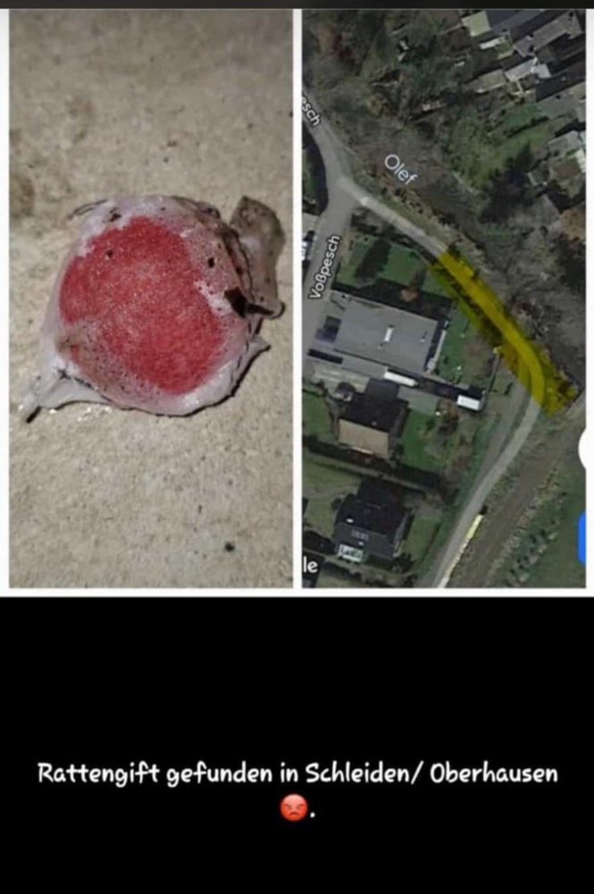 Giftköder-Rattengift-Profilbild