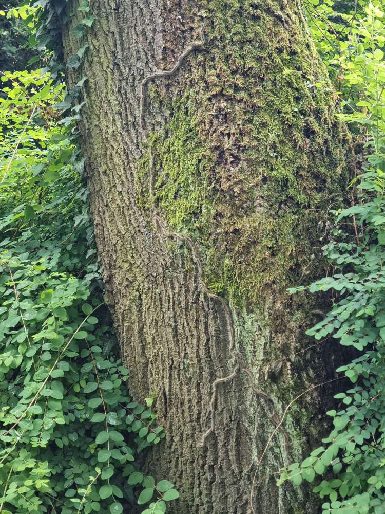Giftköder-Eichenprozezessionsspinner am Stadionweg-Profilbild