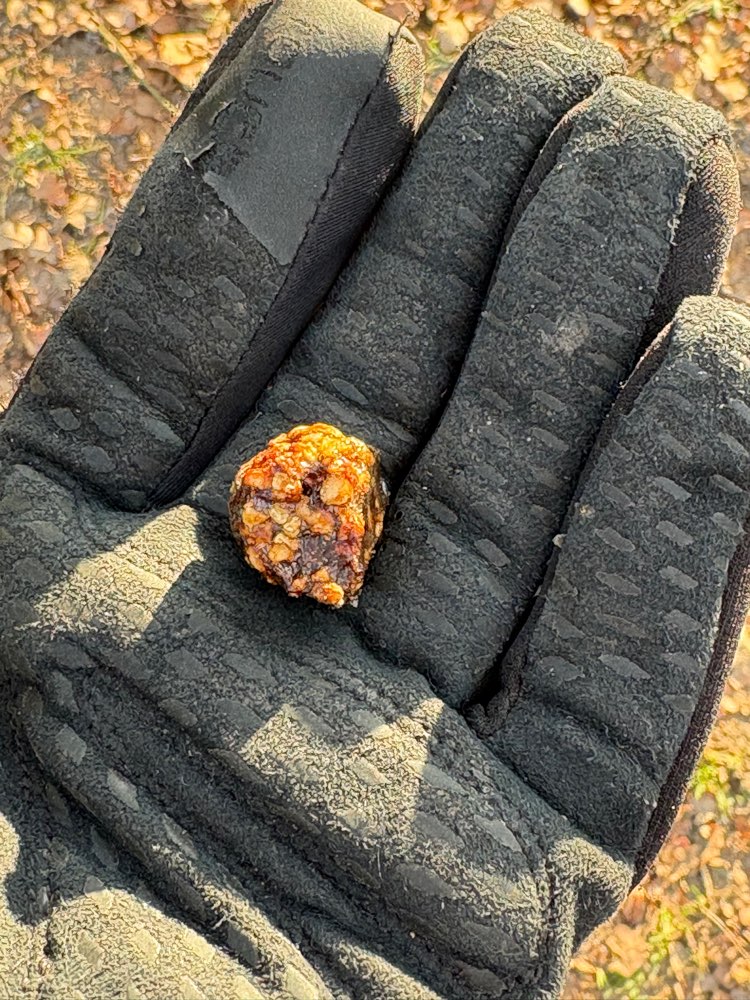 Giftköder-Eventuelle Giftköder-Profilbild