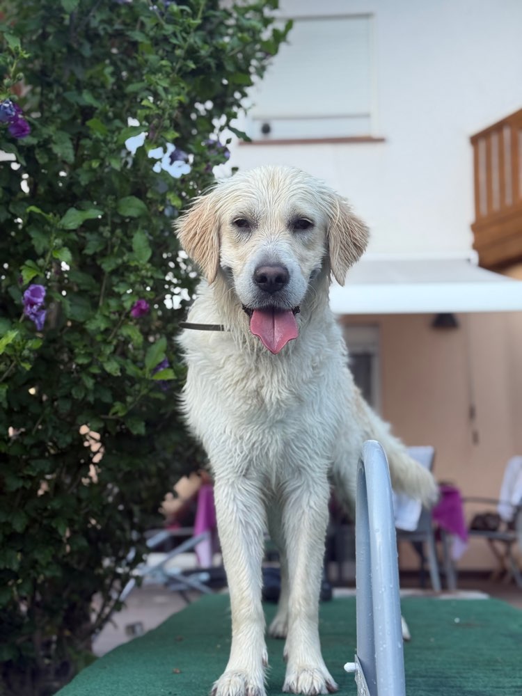 Hundetreffen-Toben, Trainieren & Freundschaften schließen! 🌞-Profilbild