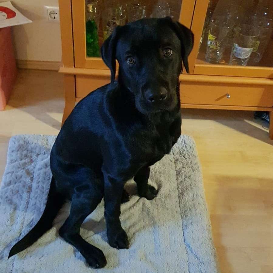 Hundetreffen-Gassirunde und gemeinsam trainieren-Profilbild