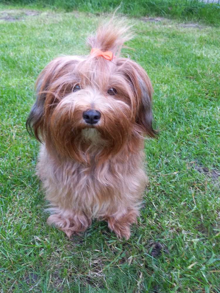 Hundetreffen-Treffen für kleine Hunde-Profilbild