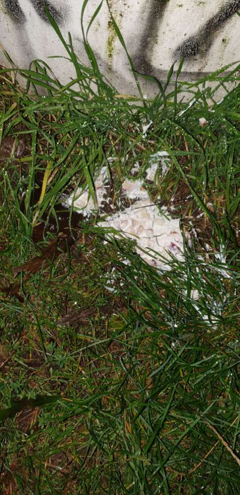 Giftköder-Vermutliche Giftköder-Profilbild