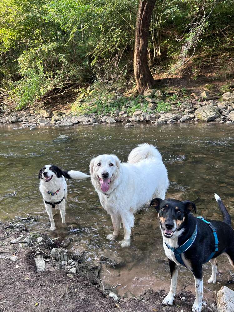 Hundetreffen-Schatzsucher auf 4 Pfoten-Profilbild