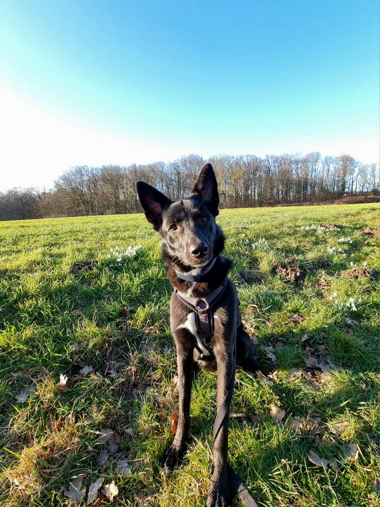 Hundetreffen-Gassipartner gesucht 🐾-Profilbild