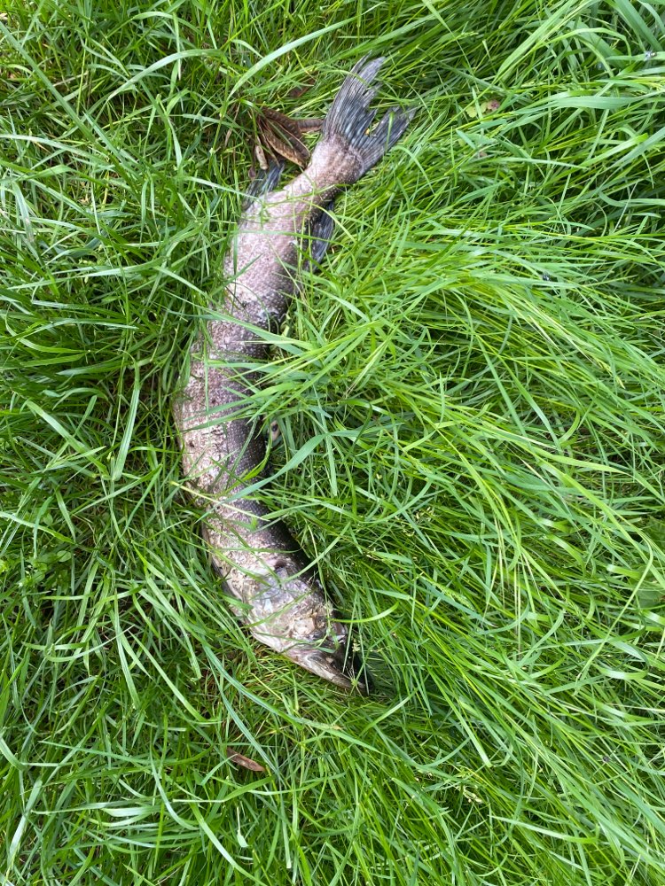 Giftköder-Toter Fisch-Profilbild