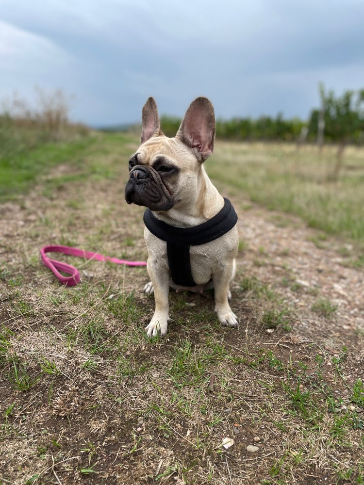 Hundetreffen-Frenchie Treffen🐾-Profilbild
