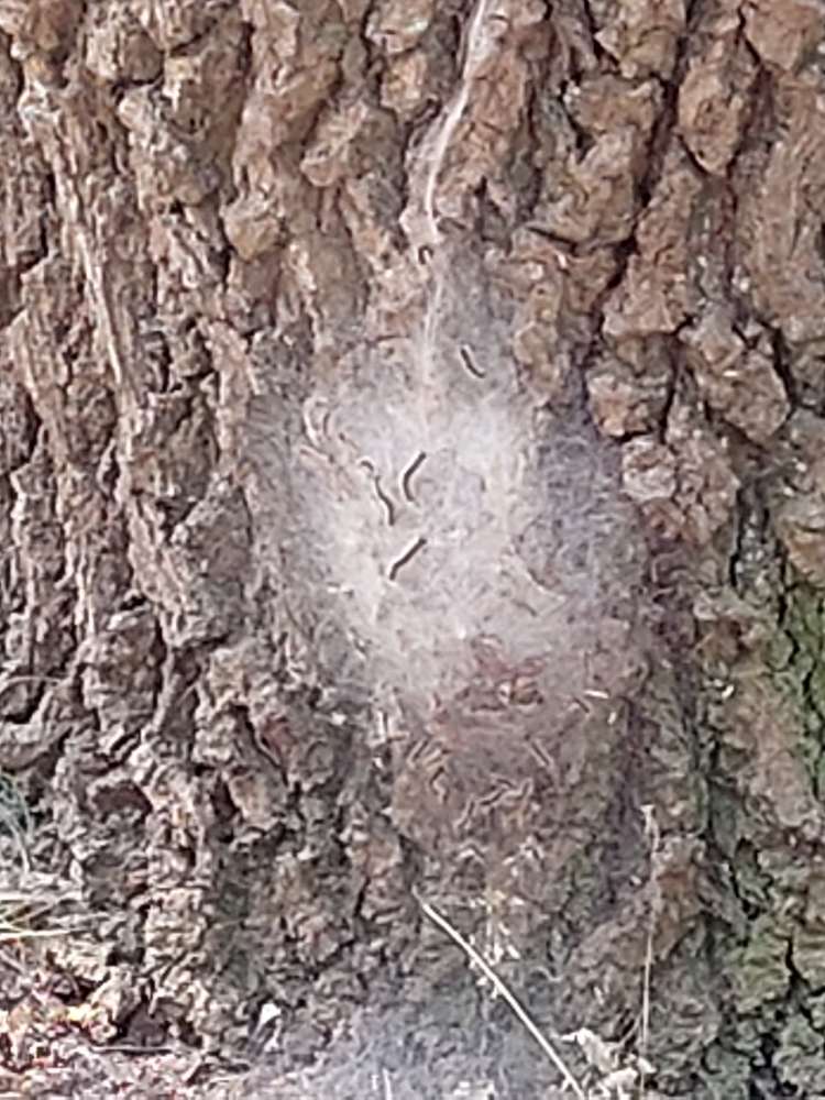 Giftköder-Eichenprozessionsspinner-Profilbild