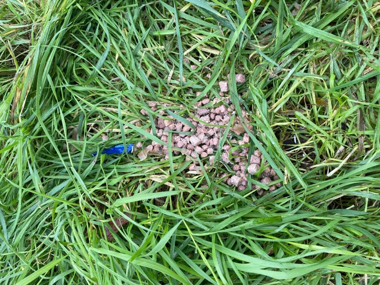 Giftköder-Nassfutter liegt aus-Profilbild