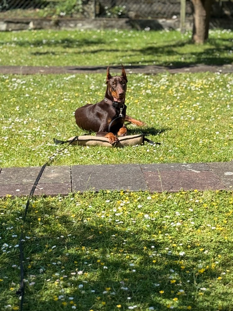 Hundetreffen-Treffen für Sozialisierung/ Training/ gassirunde/ Spielen-Profilbild
