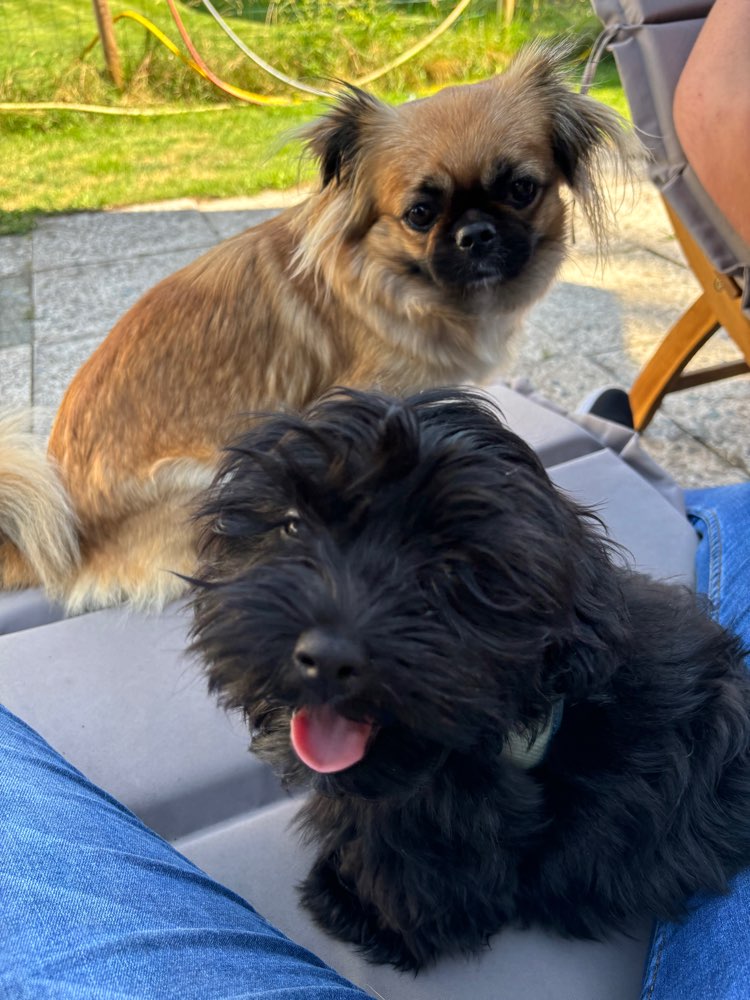 Hundetreffen-Hundetreffen für kleine Hunde-Profilbild