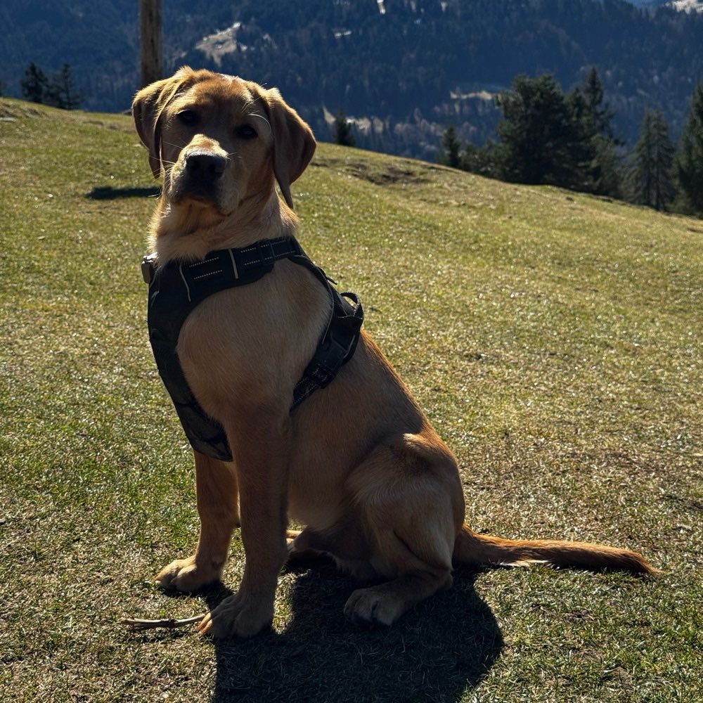 Hundetreffen-Verspielter Labrador (5 Monate) sucht Welpen-Freundschaft-Profilbild