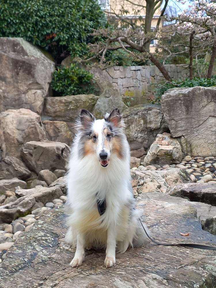 Hundetreffen-Gassi und fun-Profilbild