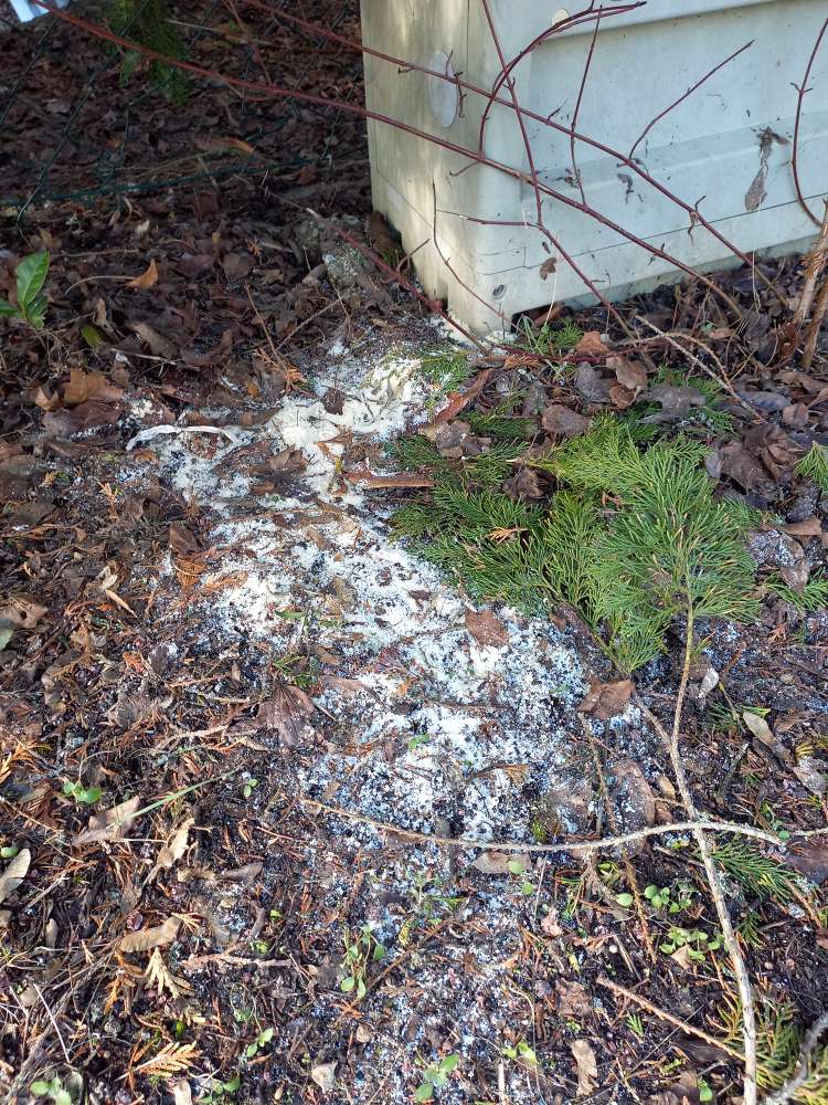 Giftköder-Weisses Pulver-Profilbild