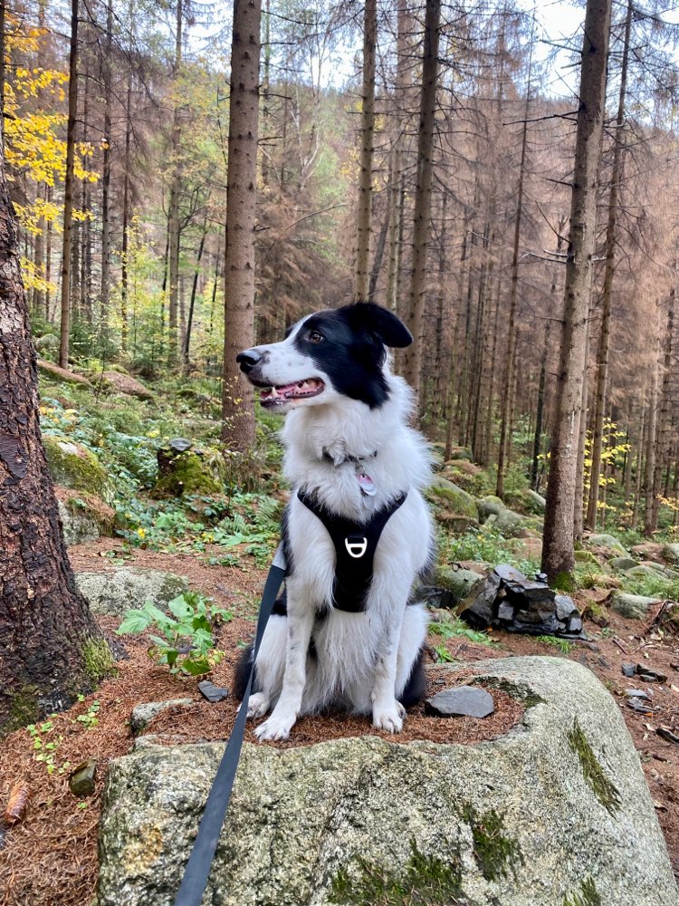 Hundetreffen-Hundetreff zum Spaziergehen & Spielen-Profilbild