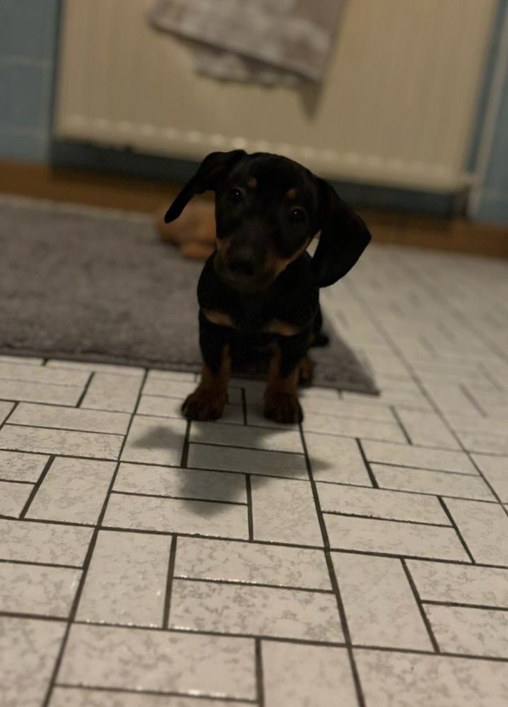 Hundetreffen-Zusammen Spielen und Spazieren gehn-Profilbild