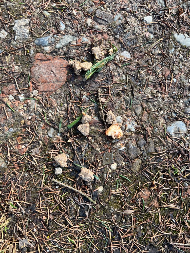 Giftköder-Möglicher Giftköder-Profilbild