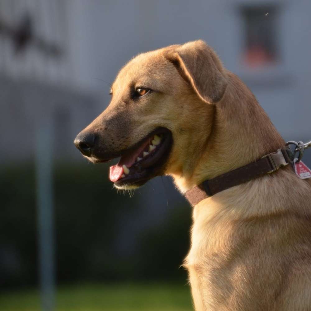Hundetreffen-Spiel und Gassitreffen in Runkel-Profilbild