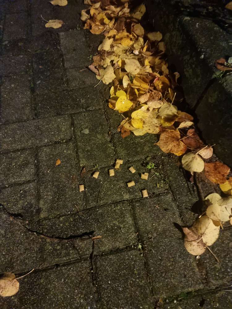 Giftköder-Ausgelegtes (Katzen?-)-Trockenfutter-Profilbild