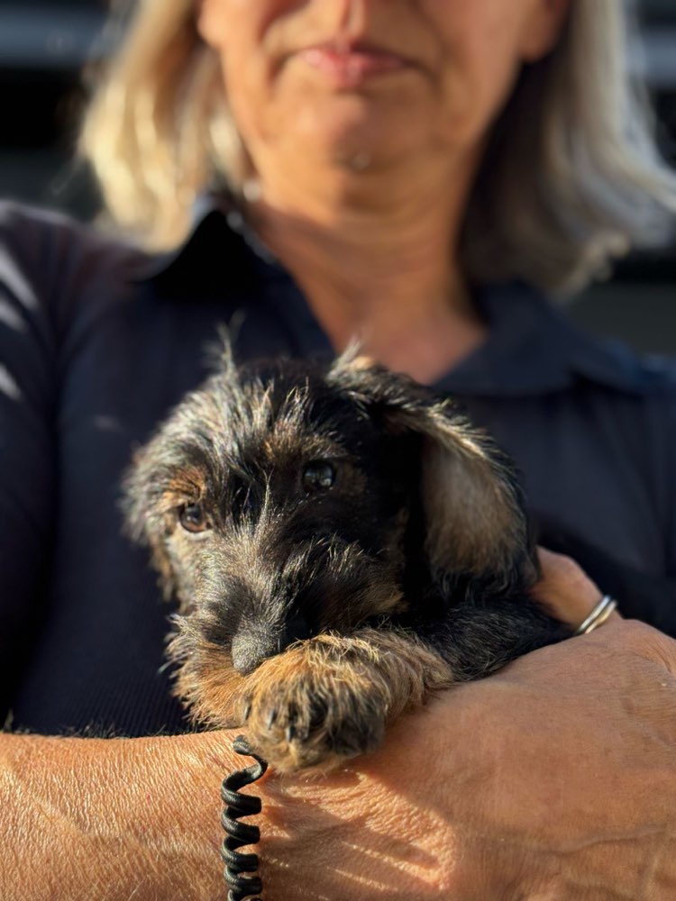 Hundetreffen-Welpentreffen-Profilbild
