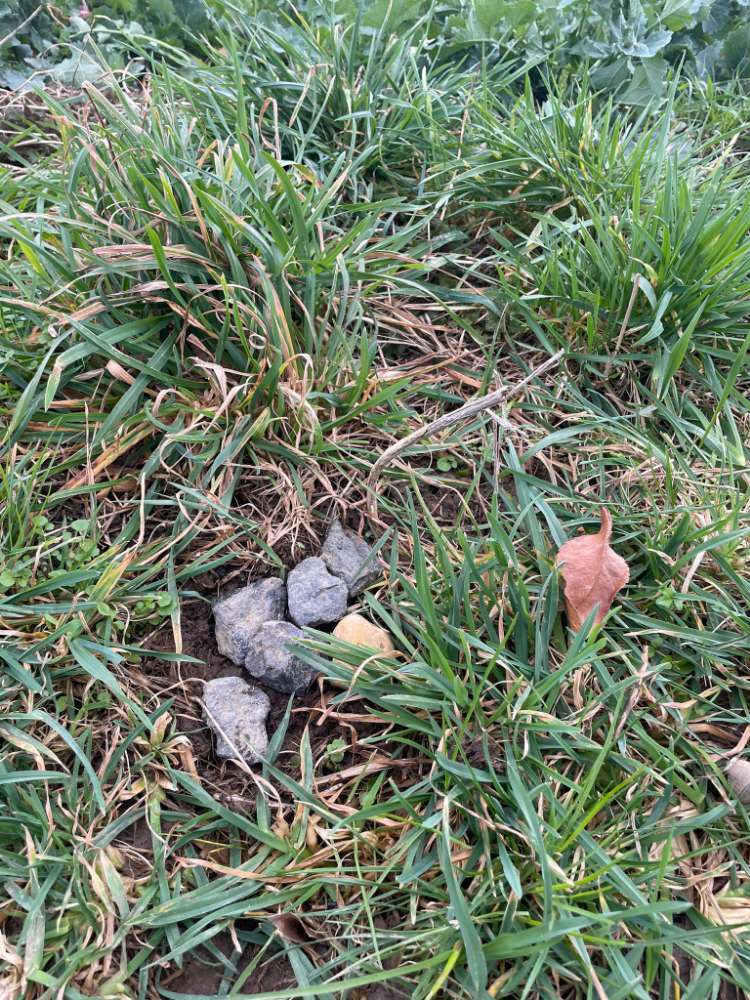 Giftköder-Eventuell Giftköder-Profilbild