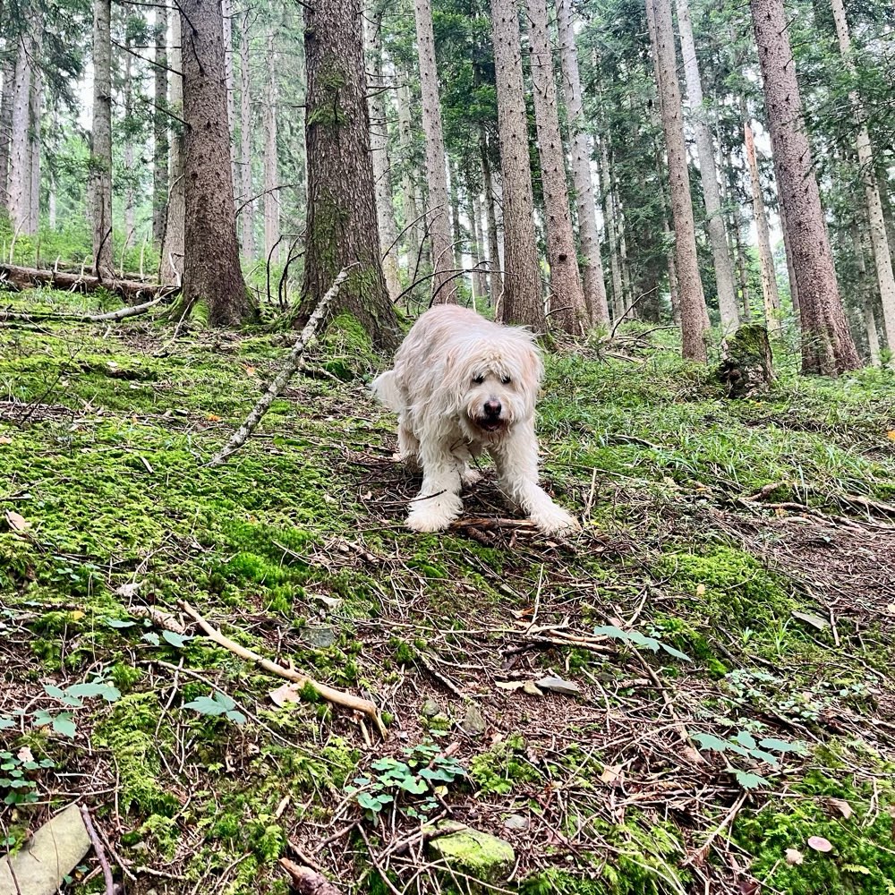 Hundetreffen-Gemeinsames Gassi-Profilbild