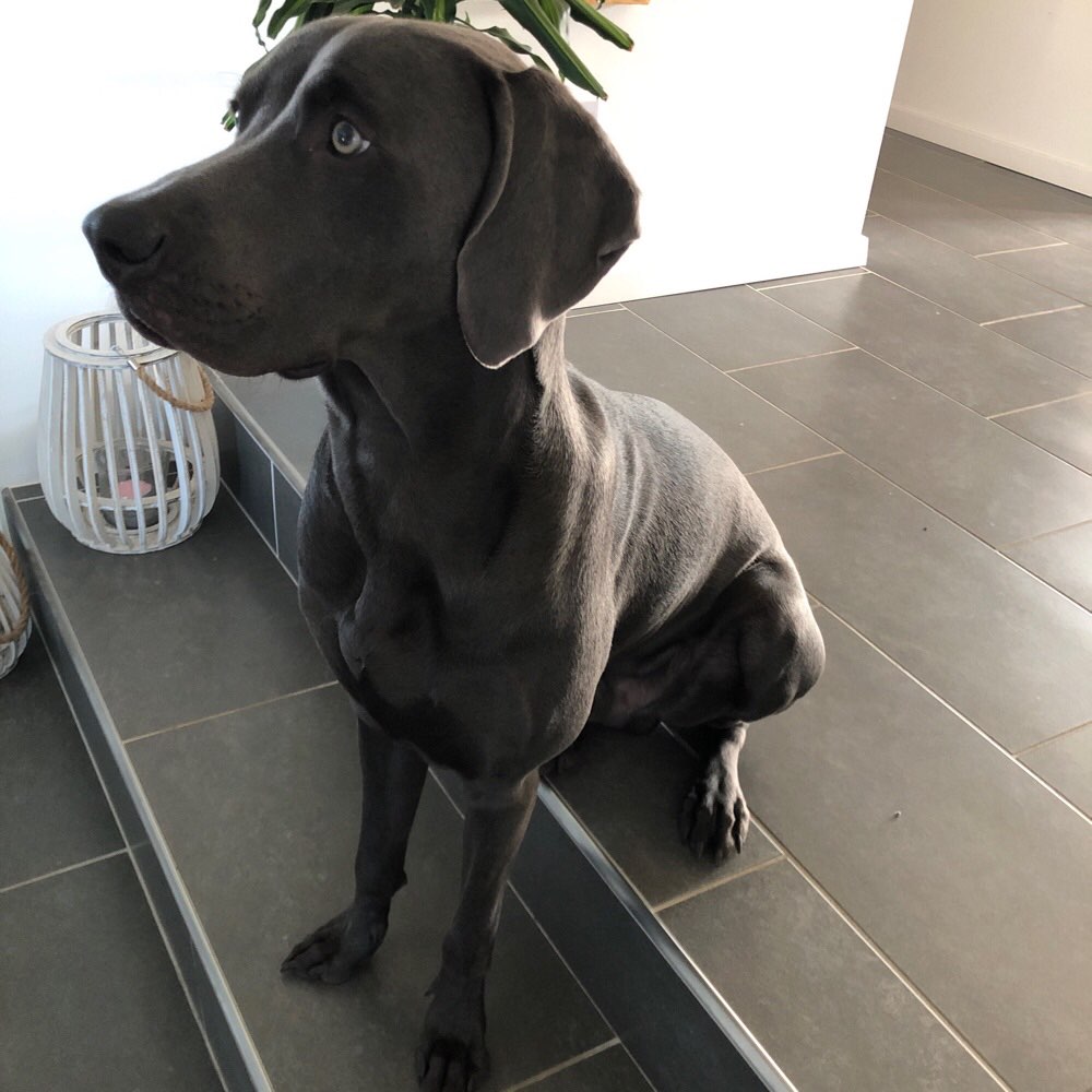 Hundetreffen-Spazieren, toben und kennenlernen-Profilbild