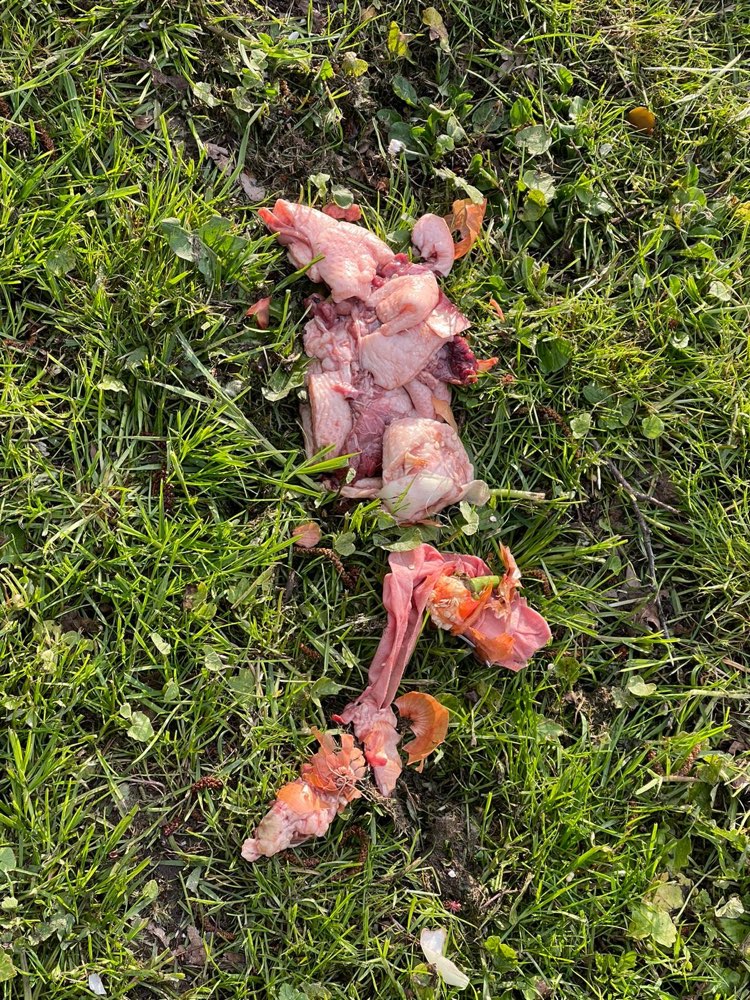 Giftköder-Achtung am Mühlenteich-Profilbild