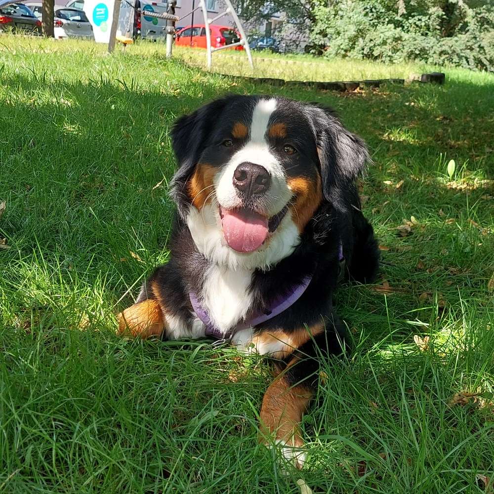 Hundetreffen-Socialwalk-Profilbild