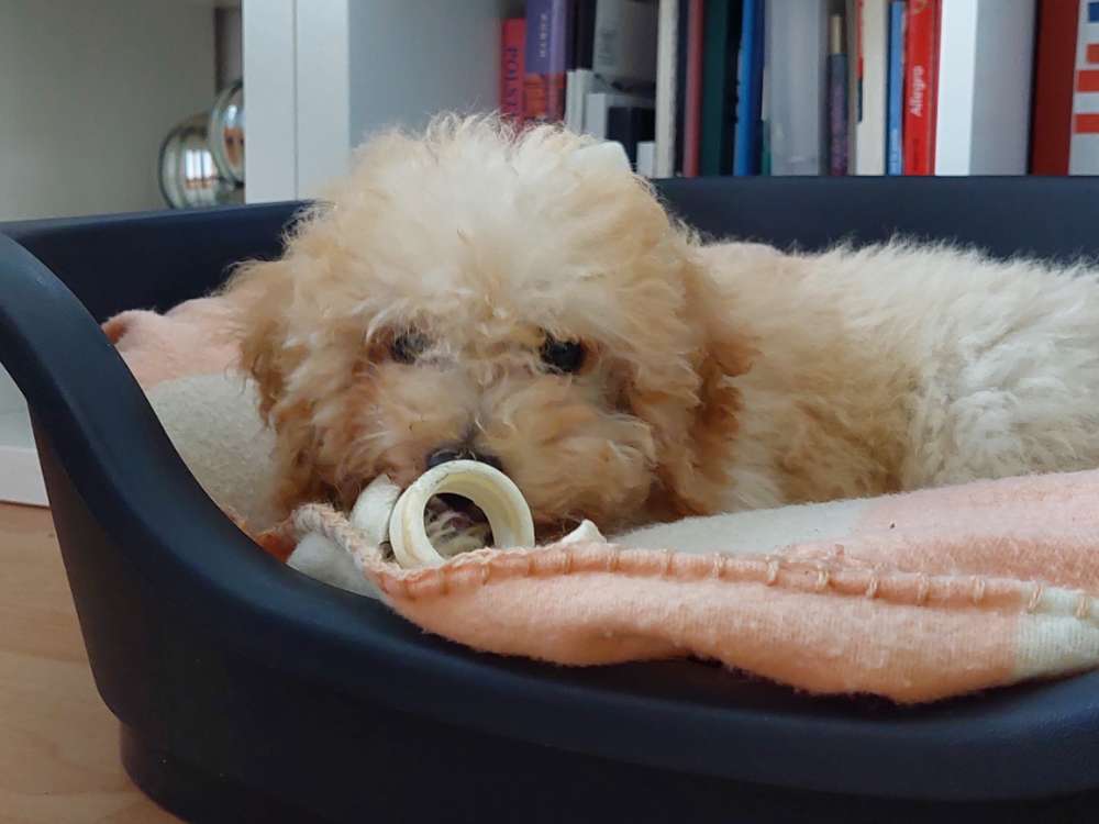 Hundetreffen-Welpenkameraden zum Spielen-Profilbild