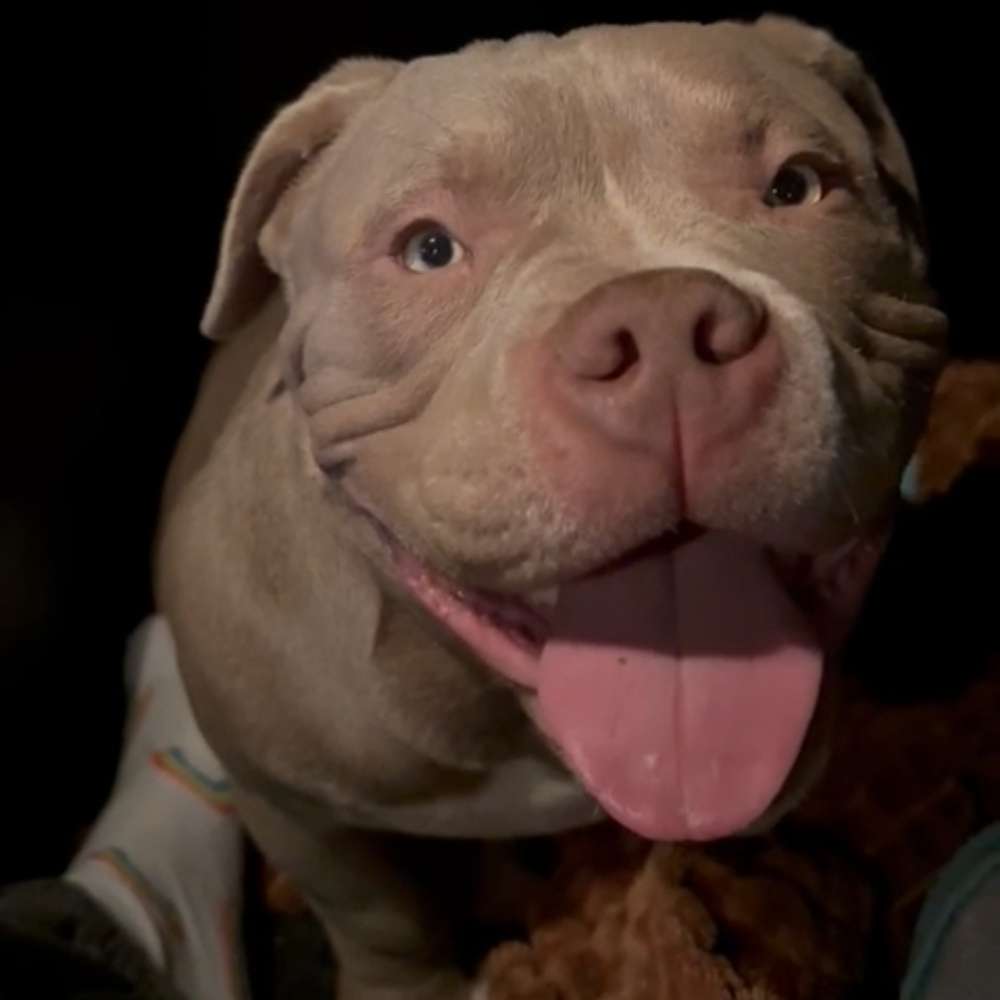 Hundetreffen-Gassi treffen darmstadt 🐕🐶-Profilbild