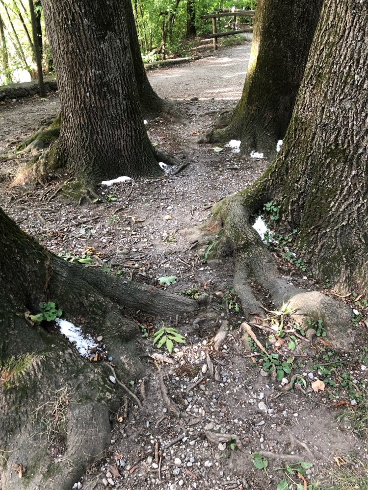 Giftköder-Weißes Pulver an Baumgruppe-Profilbild