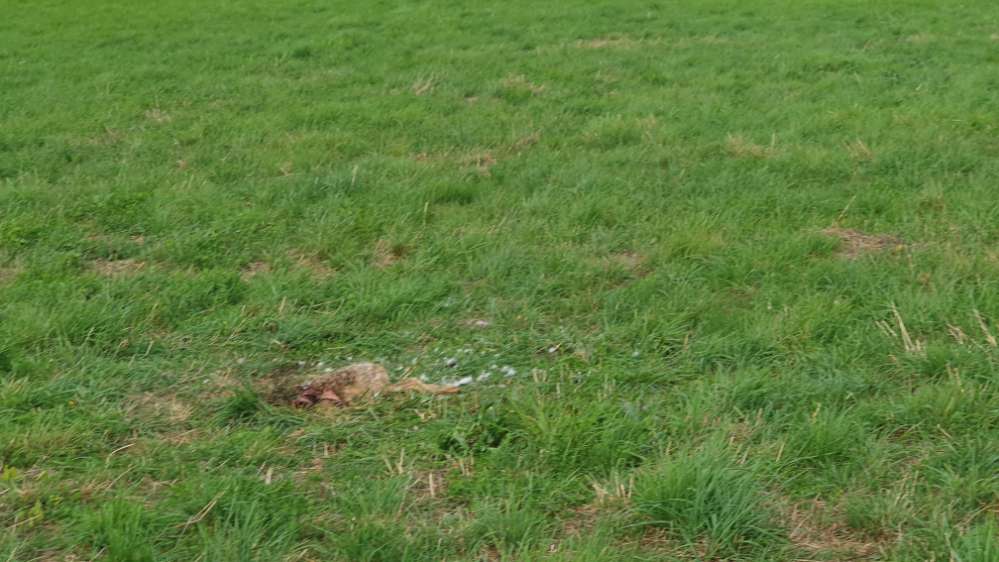 Giftköder-Kadaver von einem Feldhasen-Profilbild