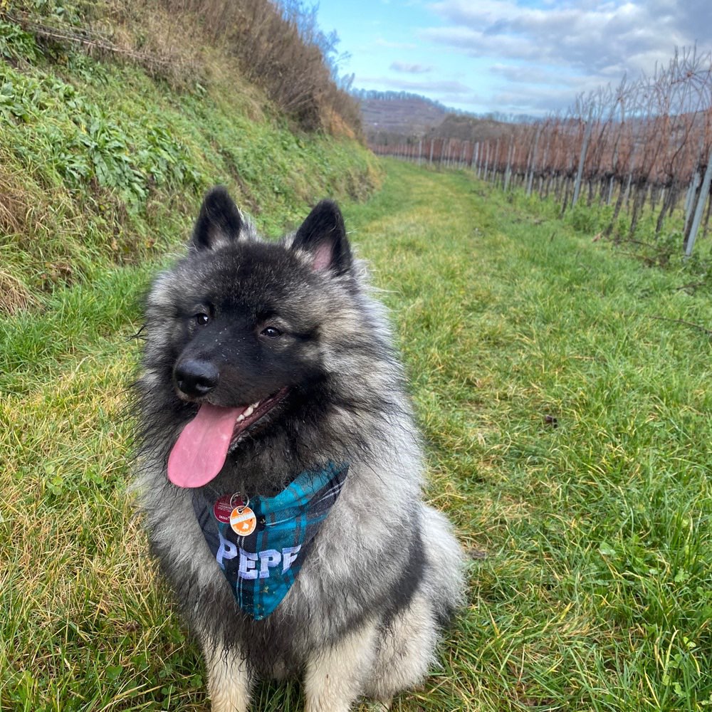 Hundetreffen-Spieltreff-Profilbild