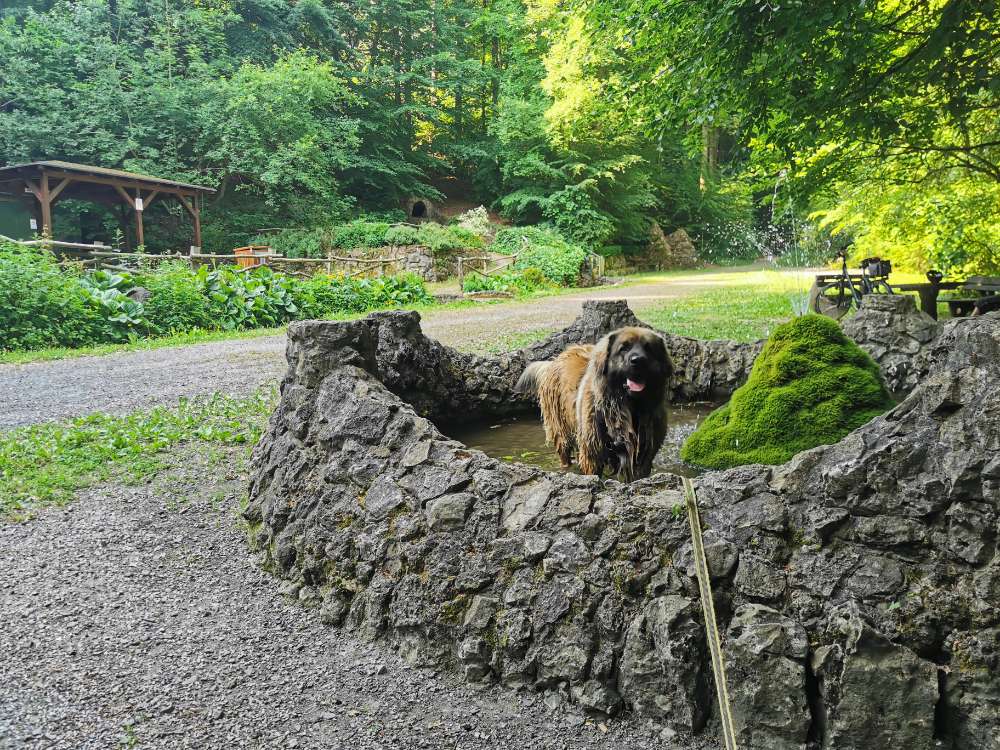 Hundetreffen-Spaziergang & Spielrunde-Profilbild