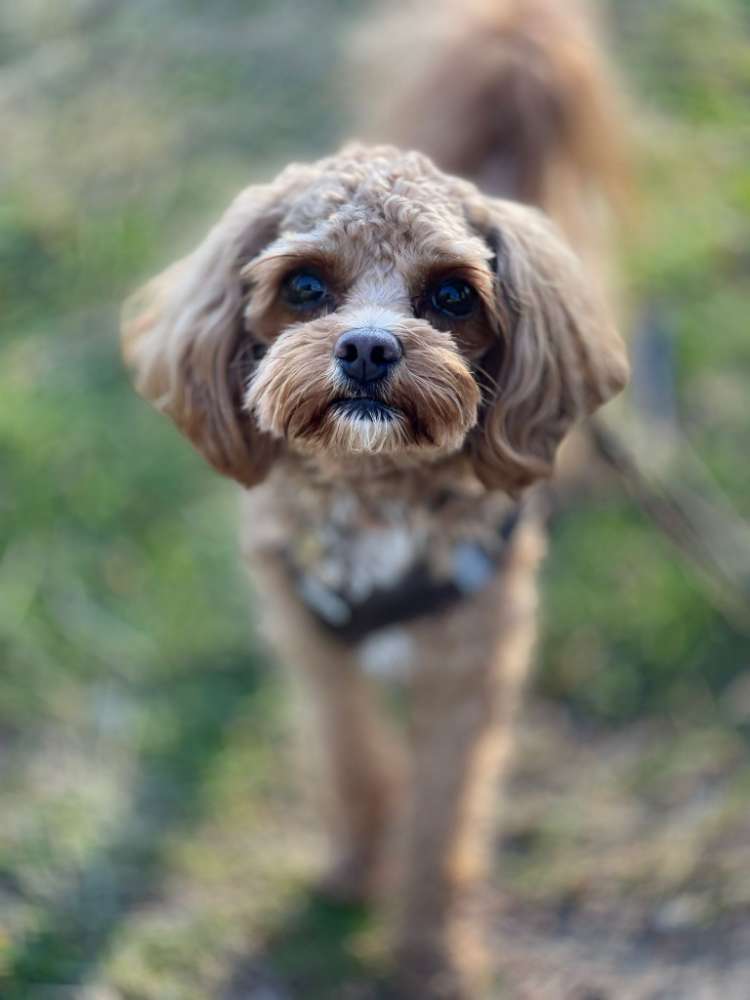 Hundetreffen-Gemeinsames Training oder Gassirunde-Profilbild