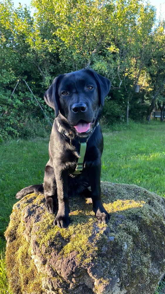 Hundetreffen-Socialwalk-Partner gesucht!-Profilbild