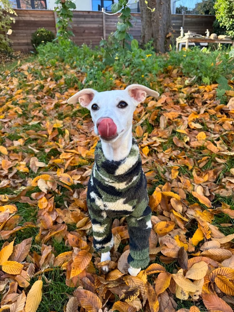 Hundetreffen-Gassirunde/Spieldate im Palmengarten/Clara-Park-Profilbild