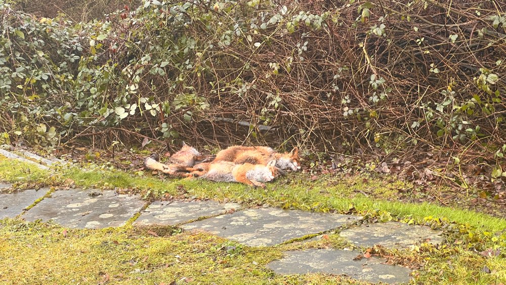 Giftköder-Drei Fuchskadaver-Profilbild