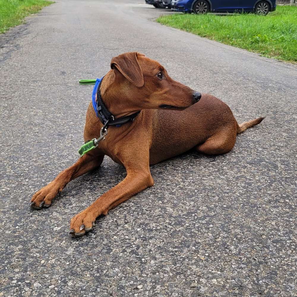 Hundetreffen-In Birr-Profilbild