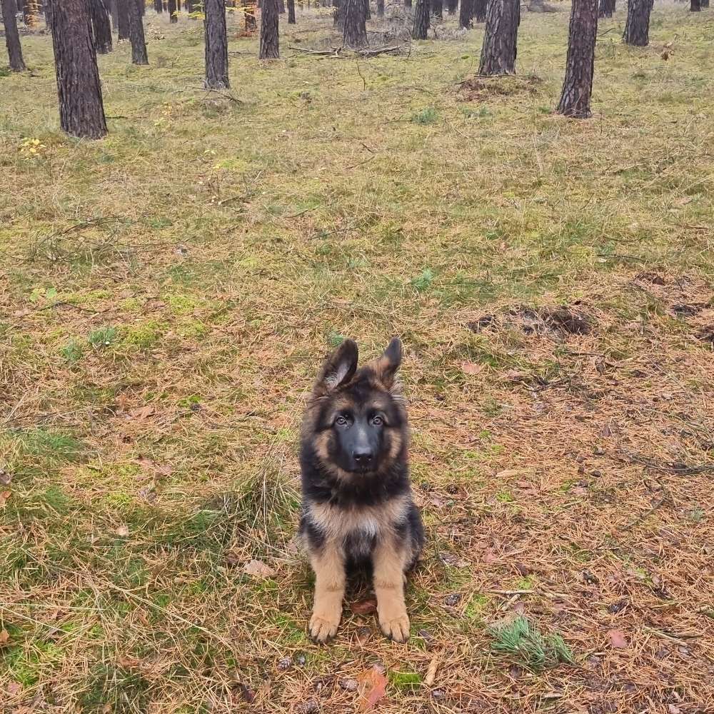 Hundetreffen-Welpentreffen im Fichtenwalde-Profilbild
