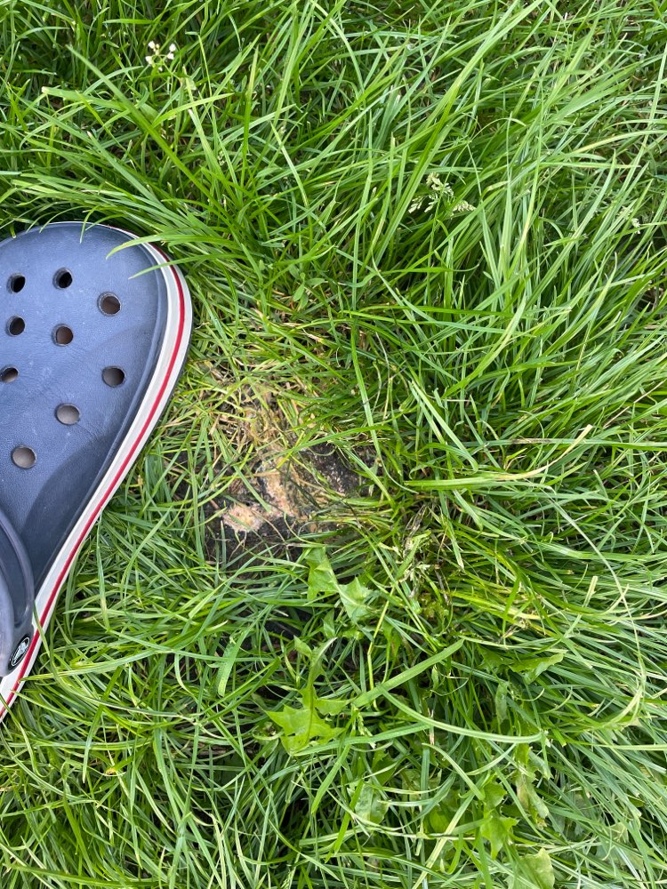 Giftköder-Erbrochenes auf Grünstreifen-Profilbild