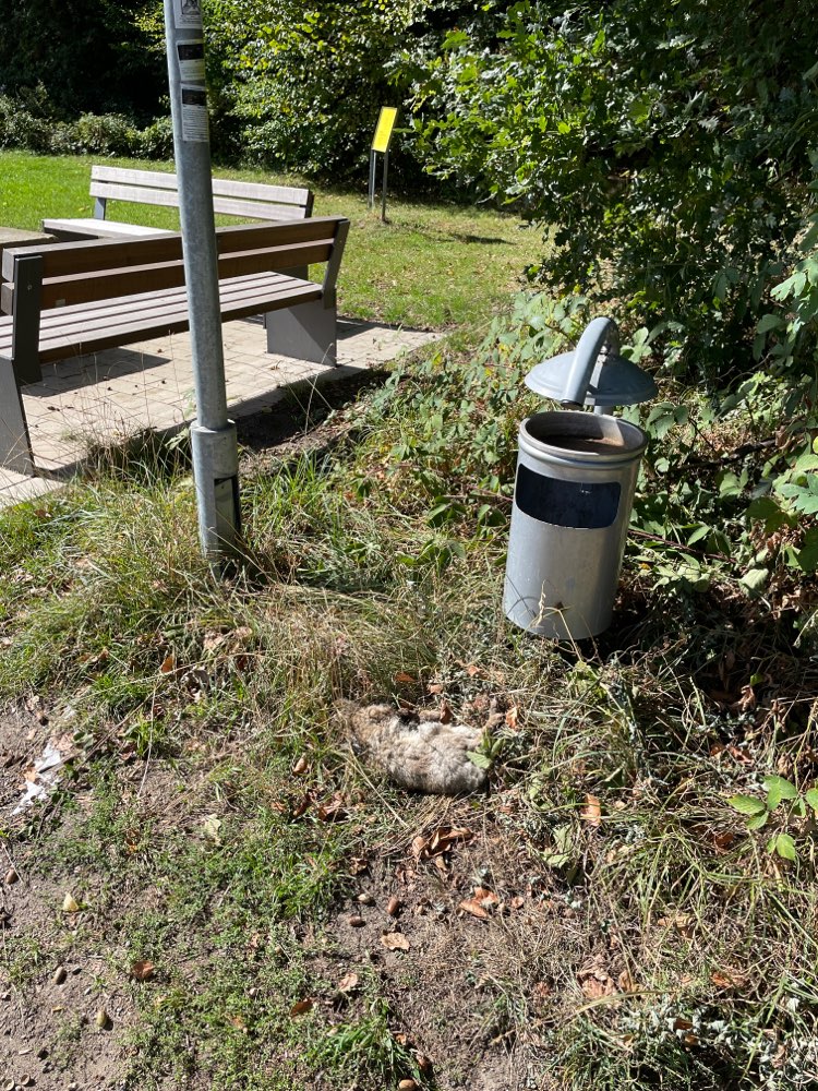 Giftköder-Totes Kaninchen-Profilbild