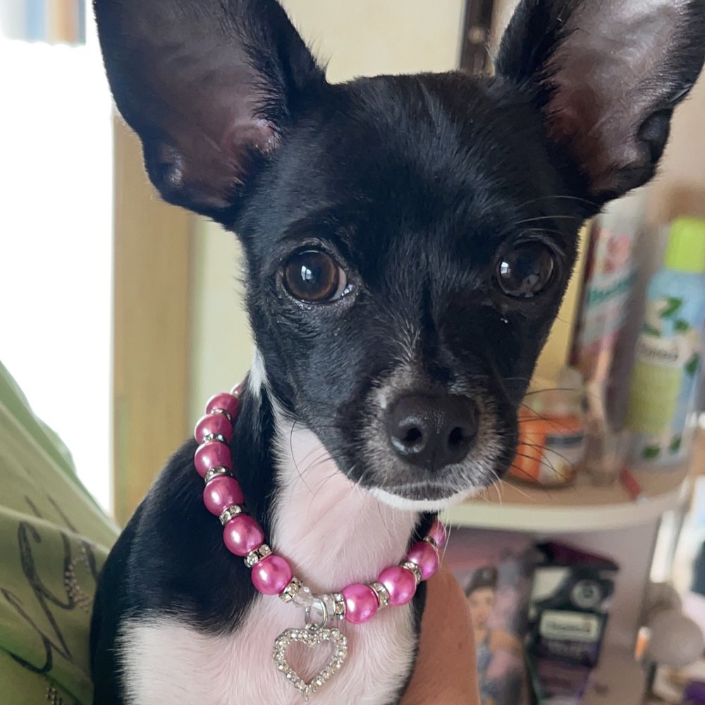 Hundetreffen-Chihuahua treffen-Profilbild