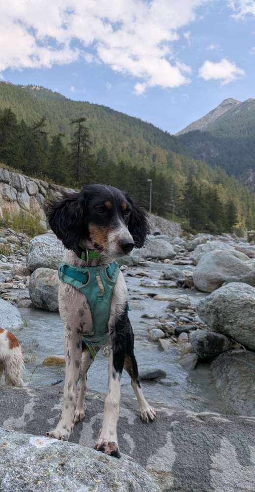 Hundetreffen-Junghunde - Runden Dasing oder Friedberg-Profilbild