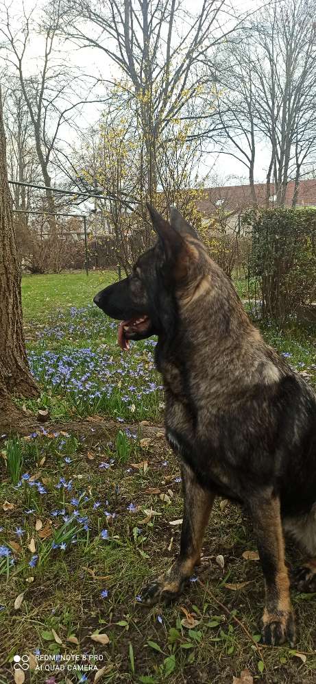 Hundetreffen-Spiel und Trainingspartner gesucht 😊-Profilbild