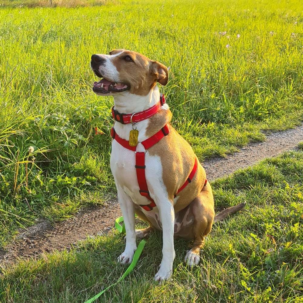 Hundetreffen-Tyson sucht jemanden zum Toben-Profilbild