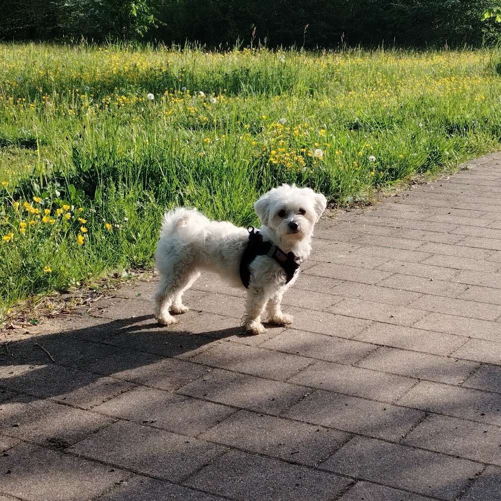 Hundetreffen-Entspannter Spaziergang-Profilbild